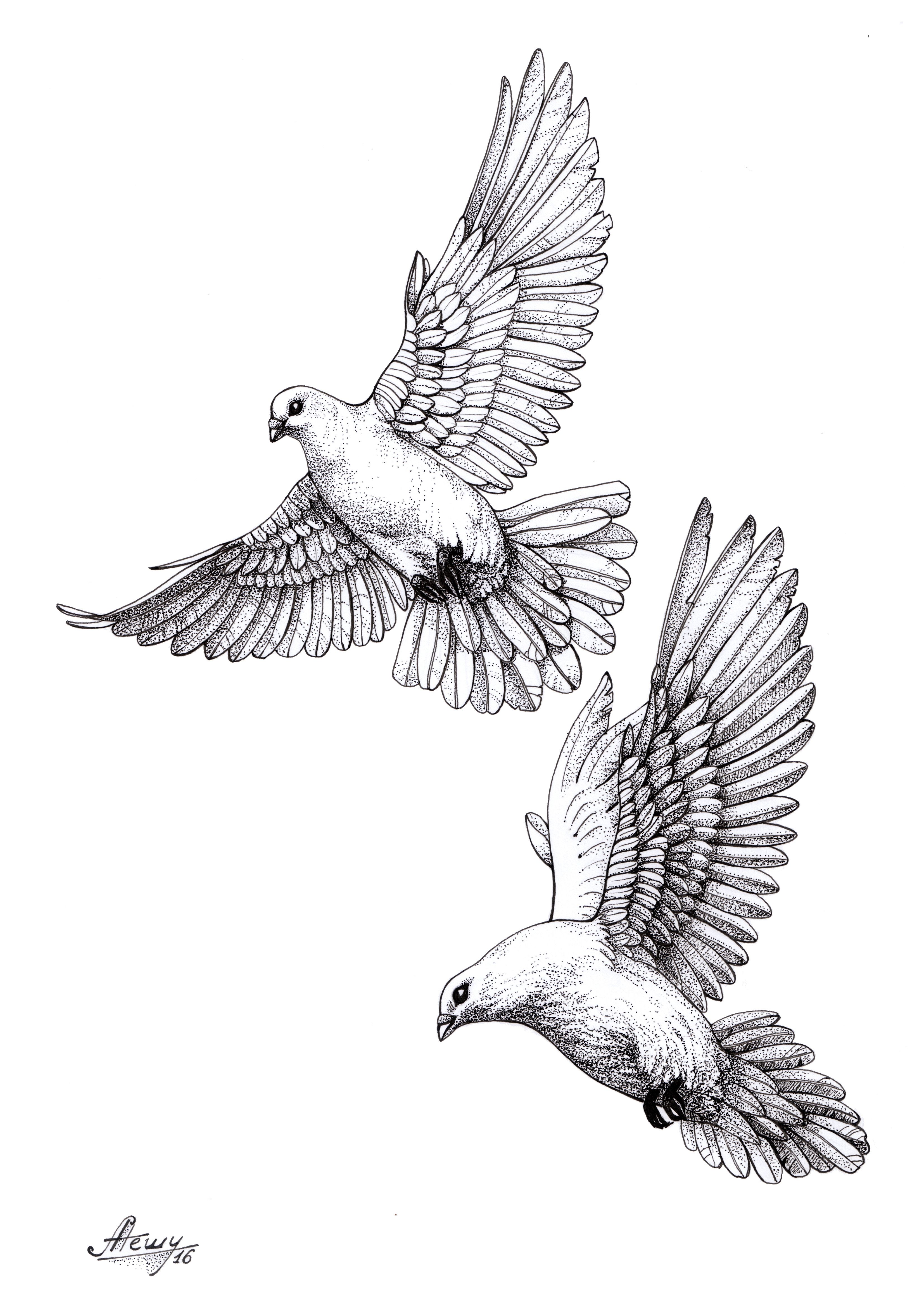3307x4677 Dove Pigeon Sketch Drawings Tattoos, Dove Tattoos - Dove Sketch