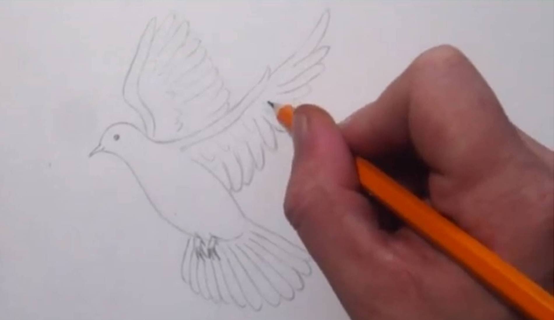 1900x1099 Drawn Dove Pencil Drawing - Dove Sketch Artist
