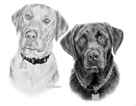 442x344 Pheobe Amp Dozer Sketch ~ Yellow Amp Chocolate Labs Done In 11x14 - Dozer Sketch