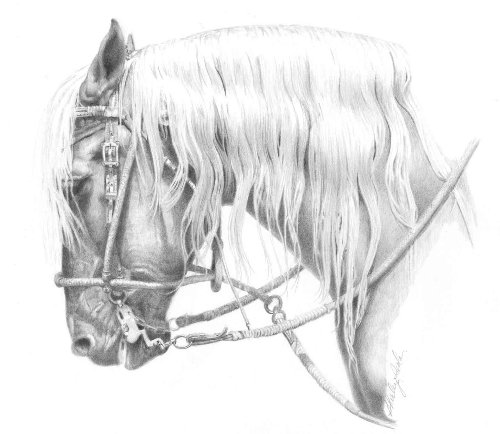 500x434 Draft Horse Classic - Draft Horse Sketch