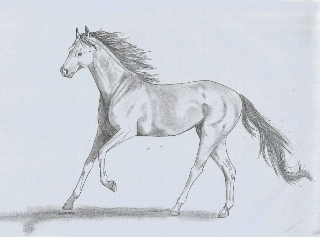 1024x760 Draft Horse Sketch - Draft Horse Sketch