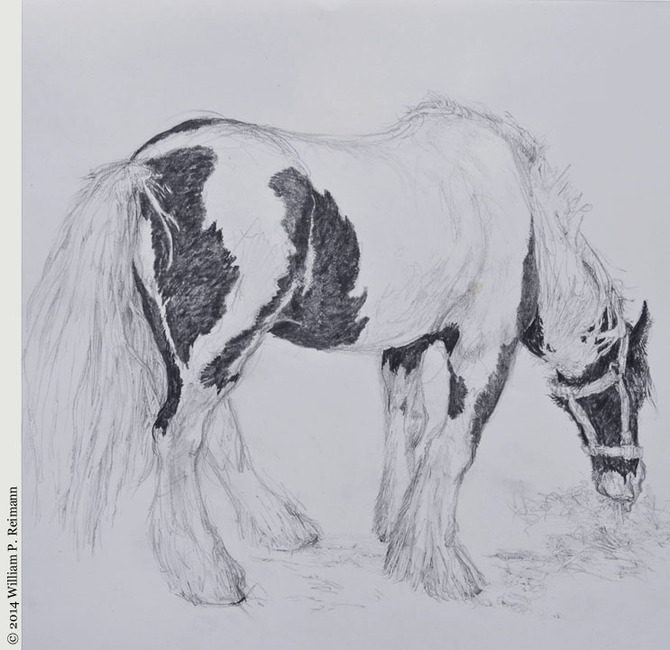 670x650 Irish Mid Weight Draft Horses Ii - Draft Horse Sketch