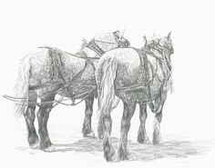 236x185 Draft Horses King And The Chickens - Draft Horse Sketch