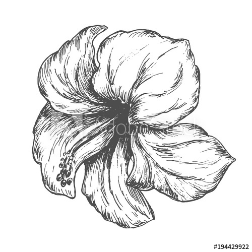 500x500 Tropical Hibiscus Flower, Black Hand Drawn Monochrome Etching - Draft Sketch
