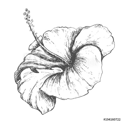 500x500 Tropical Hibiscus Flower, Hand Drawn Monochrome Etching Botanical - Draft Sketch