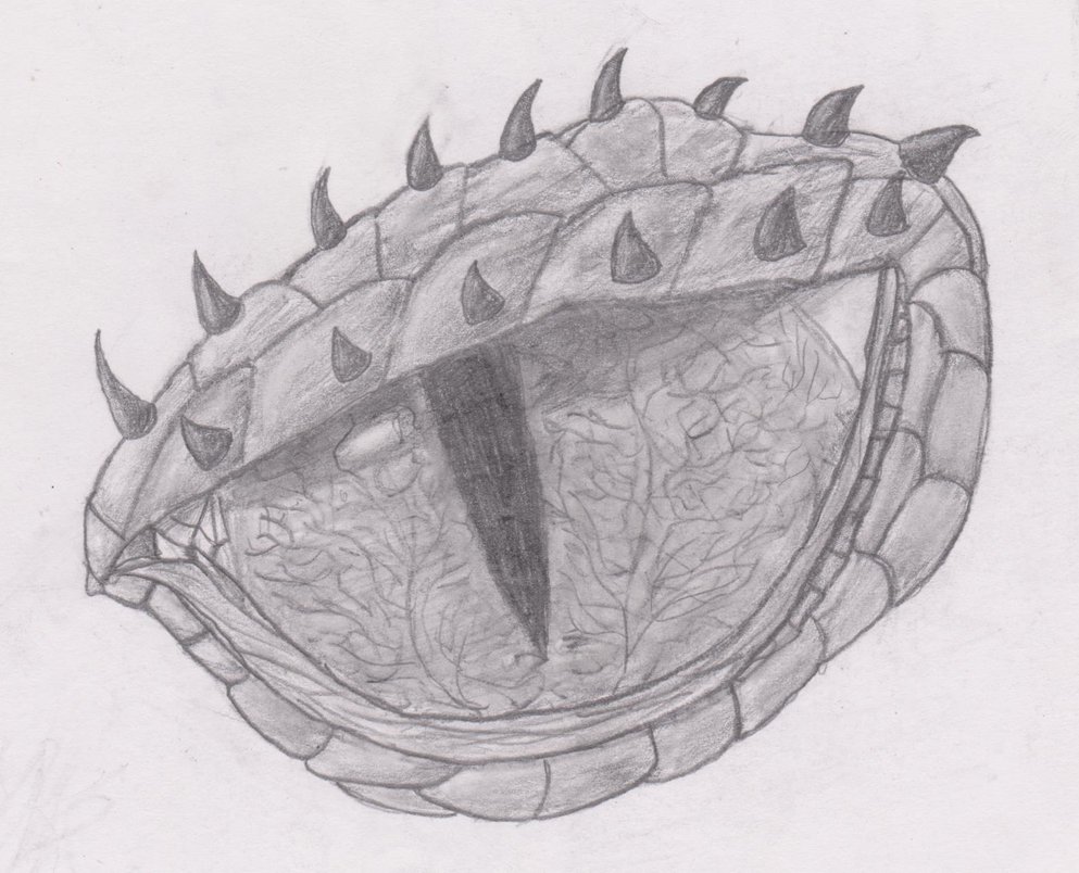 993x804 Dragon Eye Sketch By Emeraldsilhouette53 - Dragon Eye Sketch