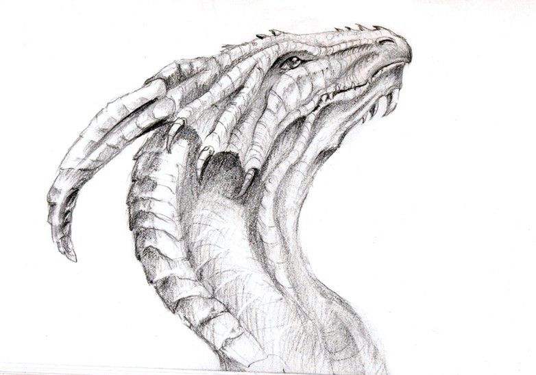 782x547 Pin By April Dikty ( Ordoyne) On Dragons Dragons - Dragon Face Sketch