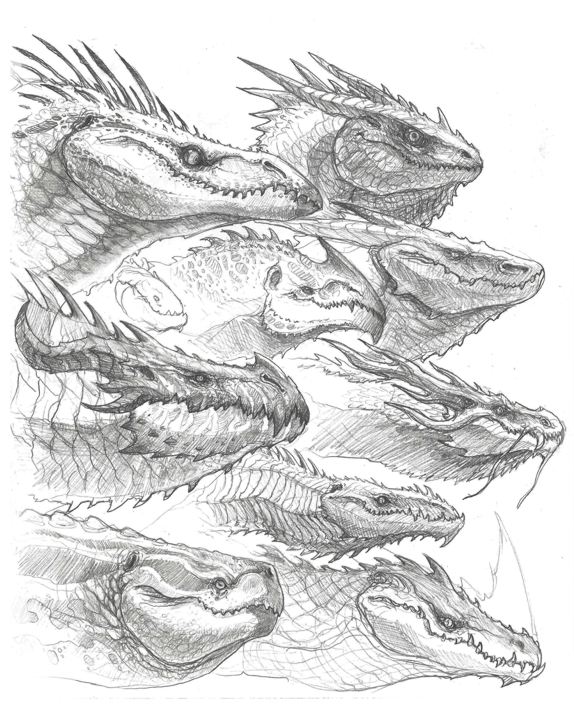 1920x2373 John Tedrick - Dragon Sketch