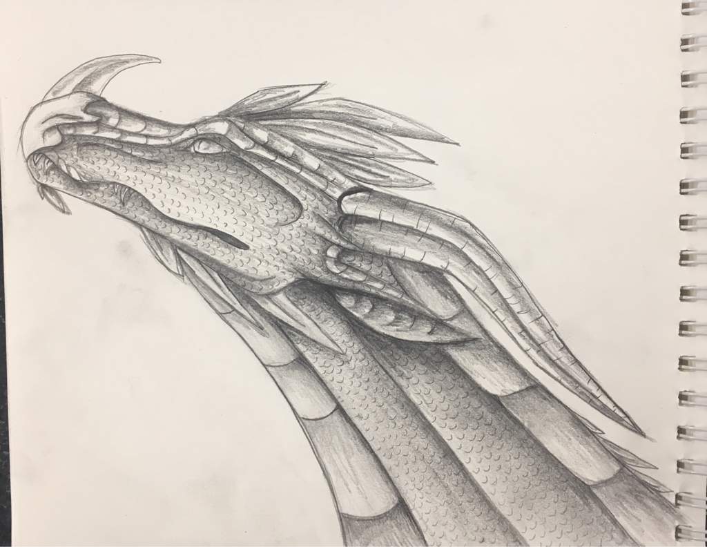 1024x792 Dragon Sketch Dragon Roleplay Amino! Amino - Dragon Sketch Images