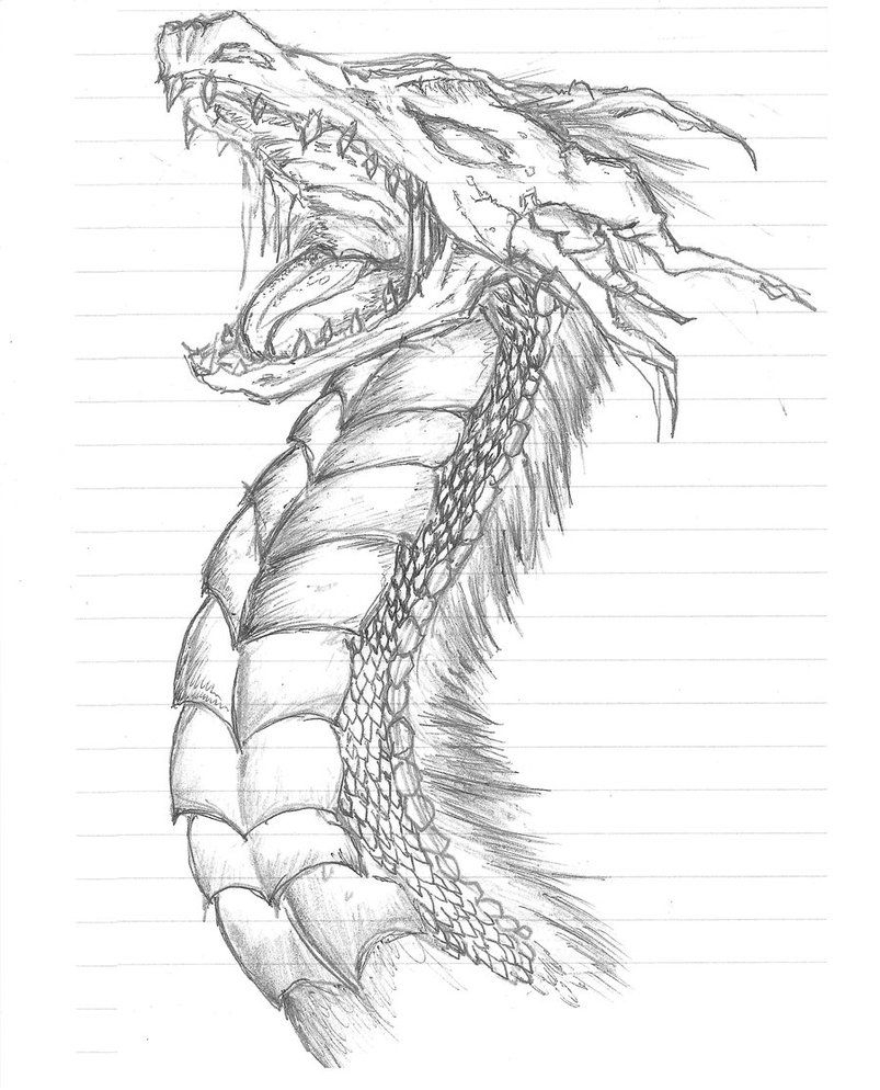 803x994 Dragon Sketch Pictures Awesome Dragon Drawings In Pencil Dragon - Dragon Sketch Pictures