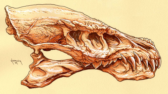 640x360 Dragon Skull - Dragon Skull Sketch
