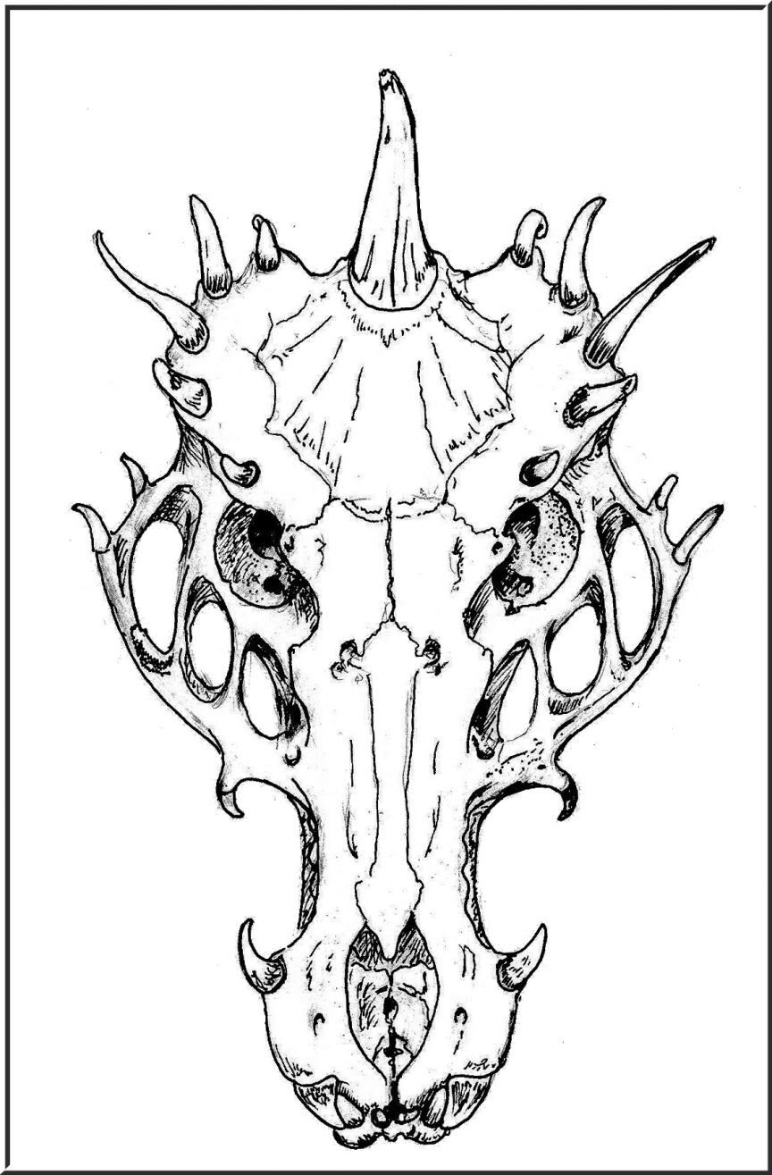 864x1315 Dragon Skull Sketch - Dragon Skull Sketch