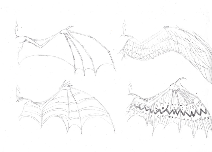 900x646 Dragon Wings - Dragon Wings Sketch