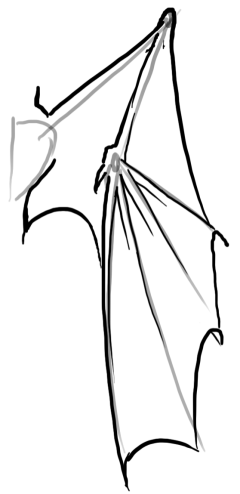 240x494 Closed Dragon Wings - Dragon Wings Sketch