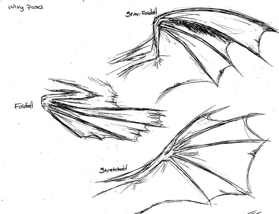 Dragon Wings Sketch at Explore collection of