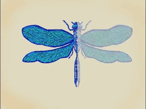 480x360 Dragonfly Pencil Sketch To Color - Dragonfly Pencil Sketch