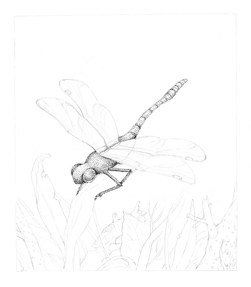800x914 Drawing A Dragonfly - Dragonfly Pencil Sketch