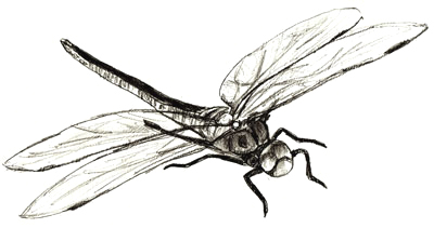 400x211 How To Draw A Dragonfly - Dragonfly Pencil Sketch