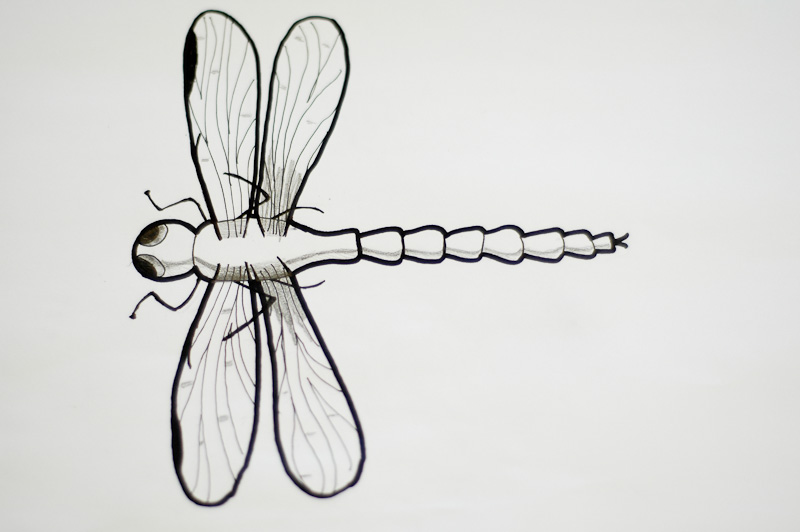 800x532 How To Draw A Realistic Dragonfly 8 Steps (With Pictures) - Dragonfly Pencil Sketch