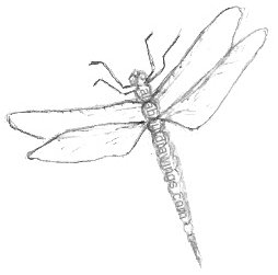 254x251 Pencil Dragonfly Drawings - Dragonfly Pencil Sketch