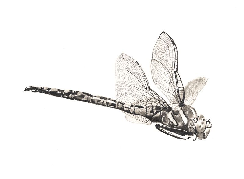 800x588 Dragonfly In Flight - Dragonfly Pencil Sketch