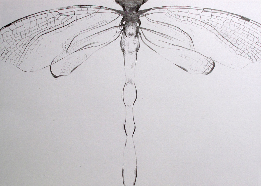 900x641 Pencil Sketch Up In The Air - Dragonfly Pencil Sketch