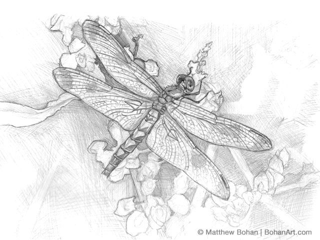 Dragonfly Pencil Sketch at PaintingValley.com | Explore collection of ...