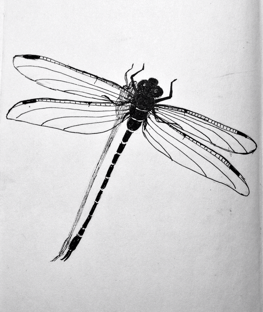 Dragonfly Pencil Drawing - bestpencildrawing