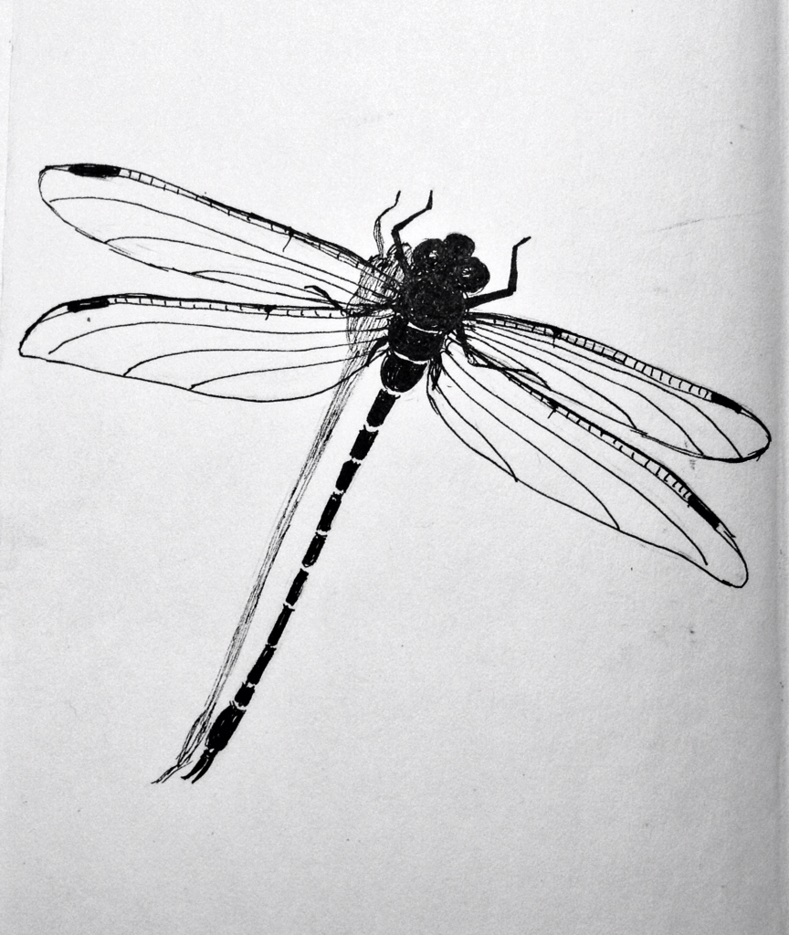 Dragonfly Pencil Drawing Bestpencildrawing