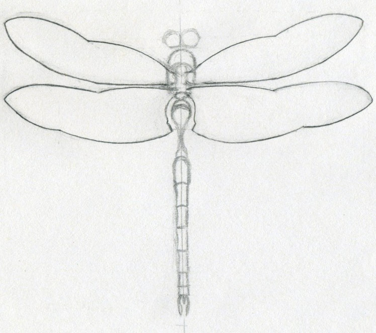 748x663 Dragonfly Drawings - Dragonfly Pencil Sketch