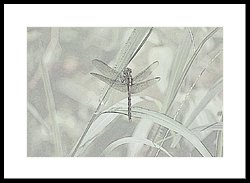 250x183 Dragonfly Pencil Sketch Photograph By Katrina Johns - Dragonfly Pencil Sketch