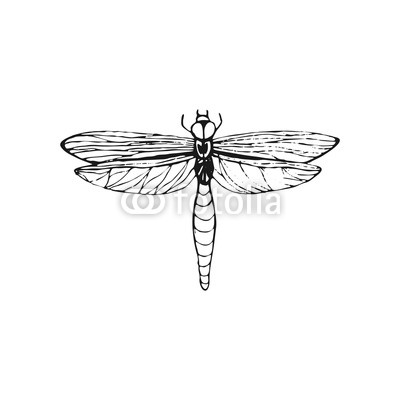 400x400 Dragonfly Sketch Hand Drawn Vector Illustration Poster Tidy Posters - Dragonfly Sketch