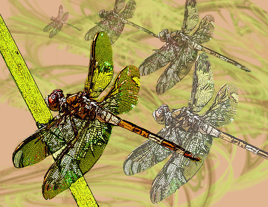 900x695 Dragonfly Sketch Photograph By Edelberto Cabrera - Dragonfly Sketch