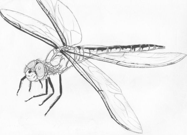 600x432 Dragonfly Sketch By Tattoo - Dragonfly Sketch