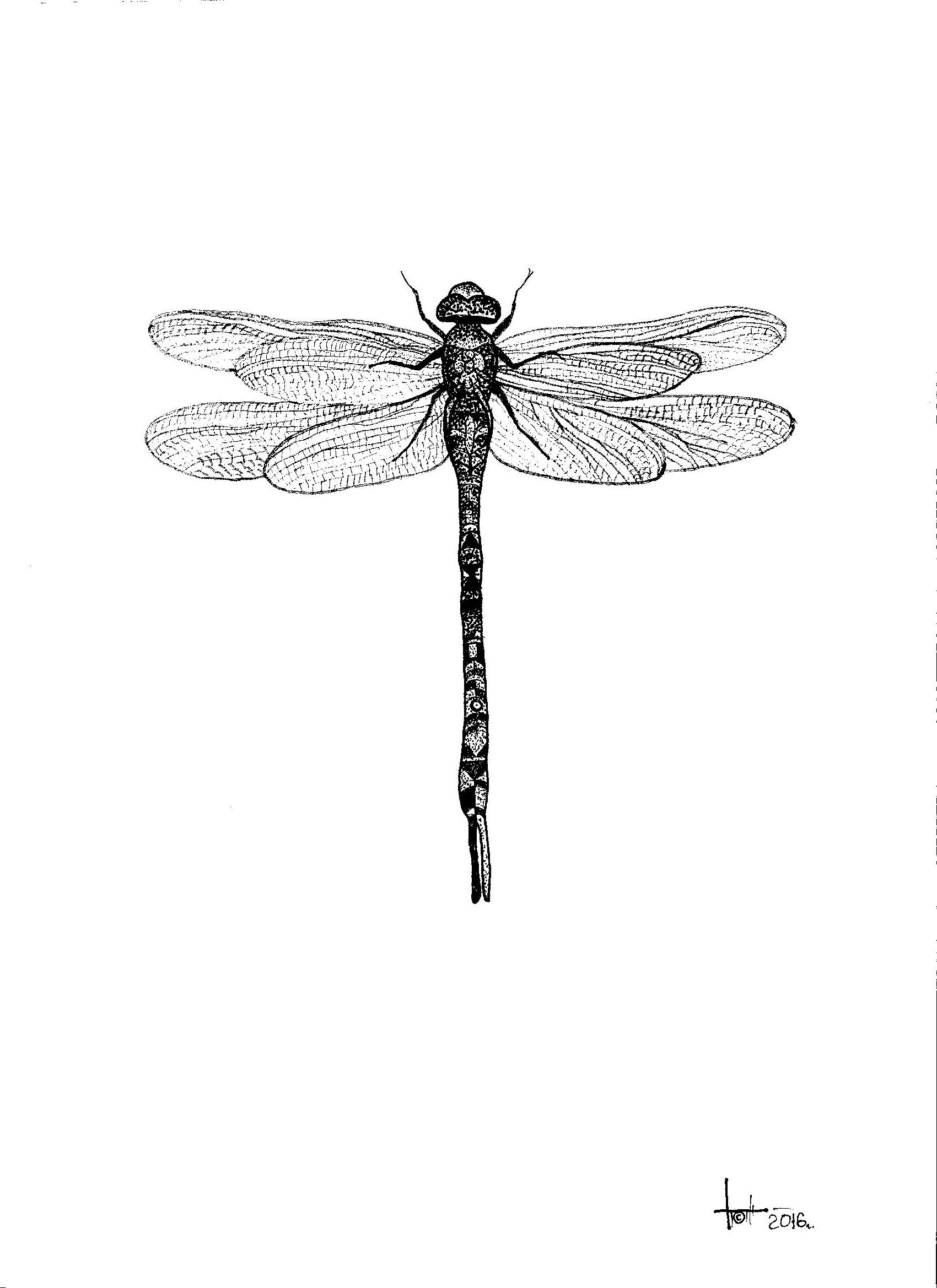 1700x2338 Dragonfly Done In The Technique Of Dotwork, Personal Sketch Tattoo - Dragonfly Sketch