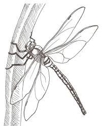 203x248 Dragonfly Pencil Drawing Illustrations Dragonfly - Dragonfly Sketch