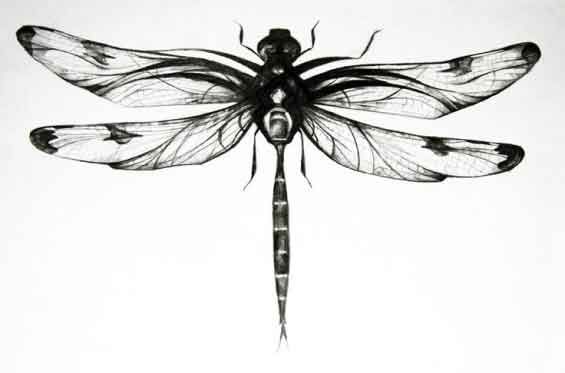 565x373 Dragonfly Sketch - Dragonfly Sketch