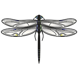 Dragonfly Tattoo Sketch At Paintingvalley Com Explore Collection