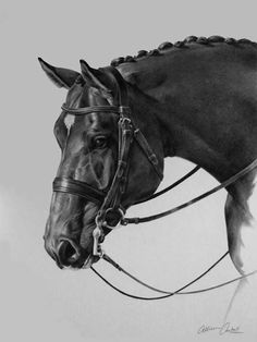 236x314 Best Equestrian Queen Images Dressage Horses - Dressage Horse Sketch