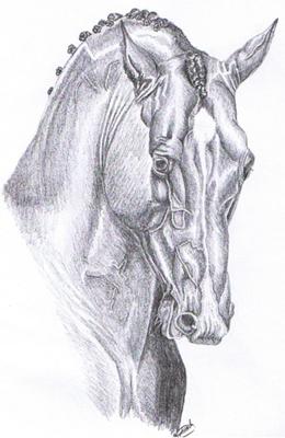 260x400 Dressage Stallion Portrait - Dressage Horse Sketch