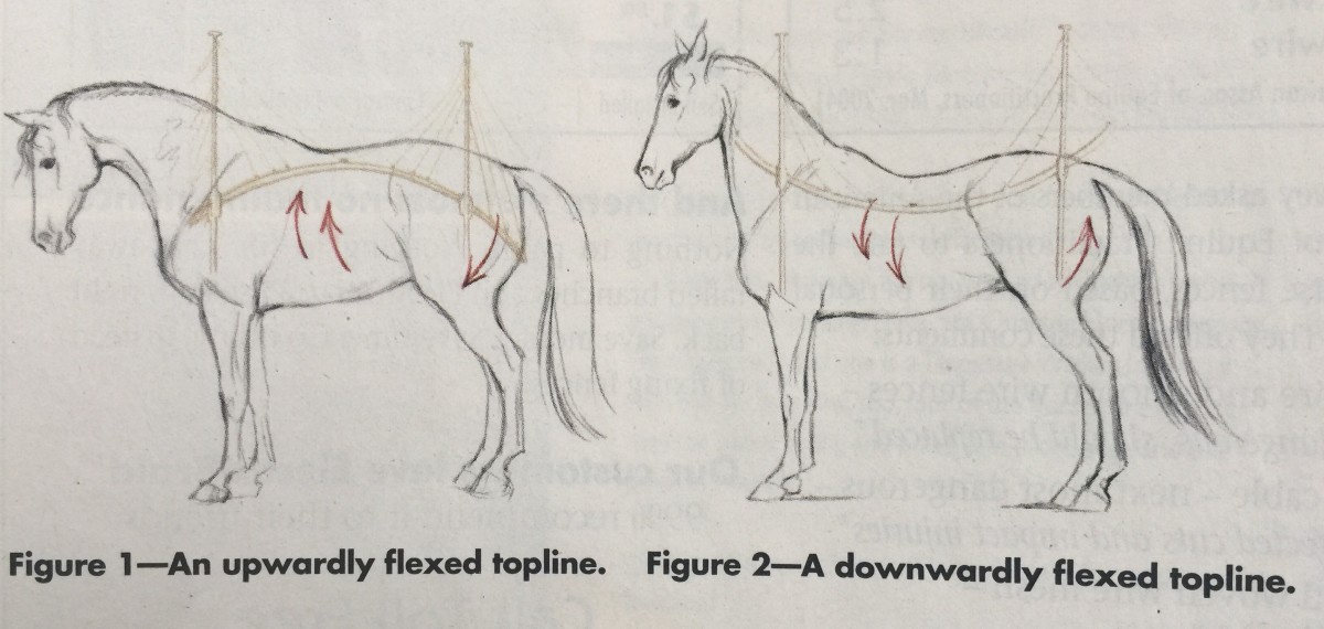 1200x570 The Physics Of Flexion In The Dressage Horse - Dressage Horse Sketch