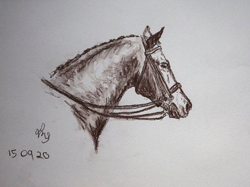 498x373 Dressage Pony Left Handed Sketch - Dressage Sketch