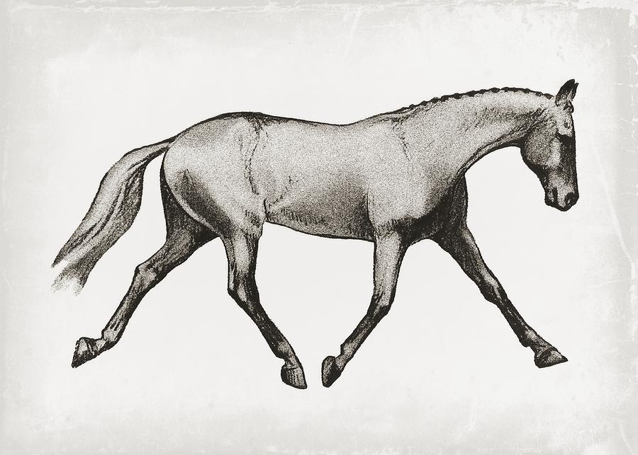 900x643 Lengthen Sketch Photograph By Dressage Design - Dressage Sketch