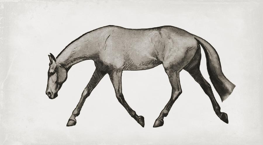 900x497 Stretch Sketch Photograph By Dressage Design - Dressage Sketch