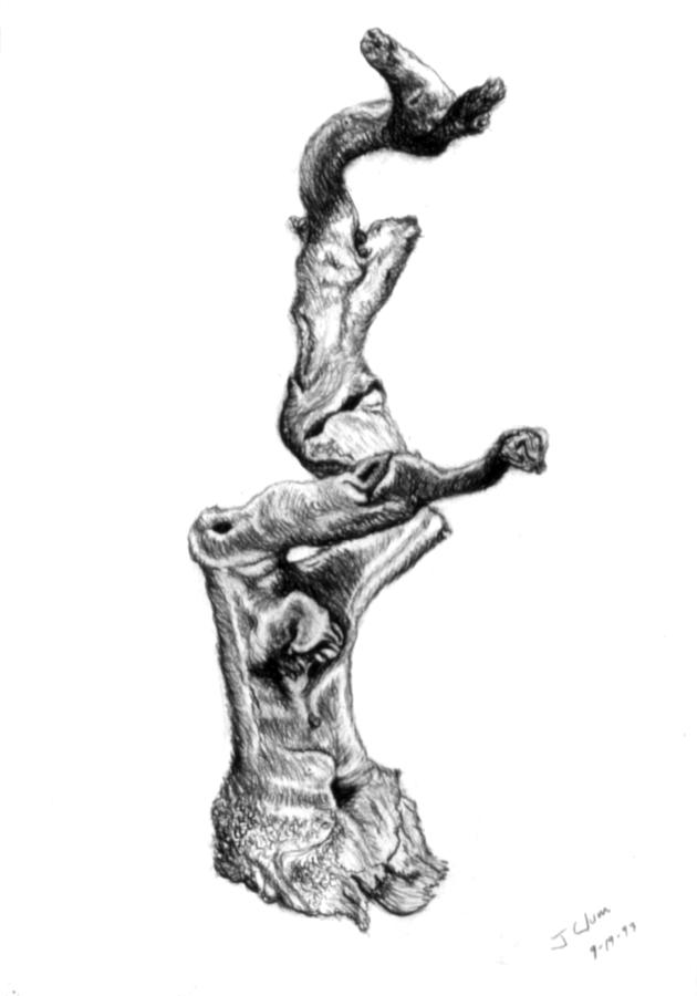 630x900 Driftwood Drawing By John Clum - Driftwood Sketch