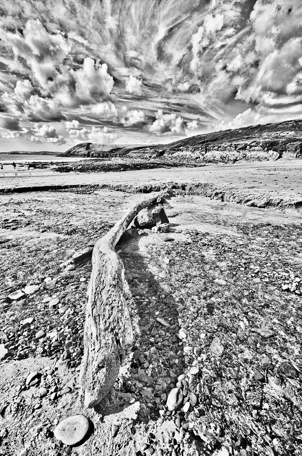 597x900 Driftwood Sketch Photograph By Steve Purnell - Driftwood Sketch
