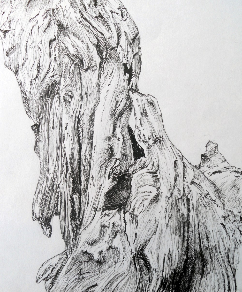1000x1207 Fine Art Samuel Piper - Driftwood Sketch