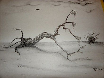 440x330 Pencil Sketch - Driftwood Sketch