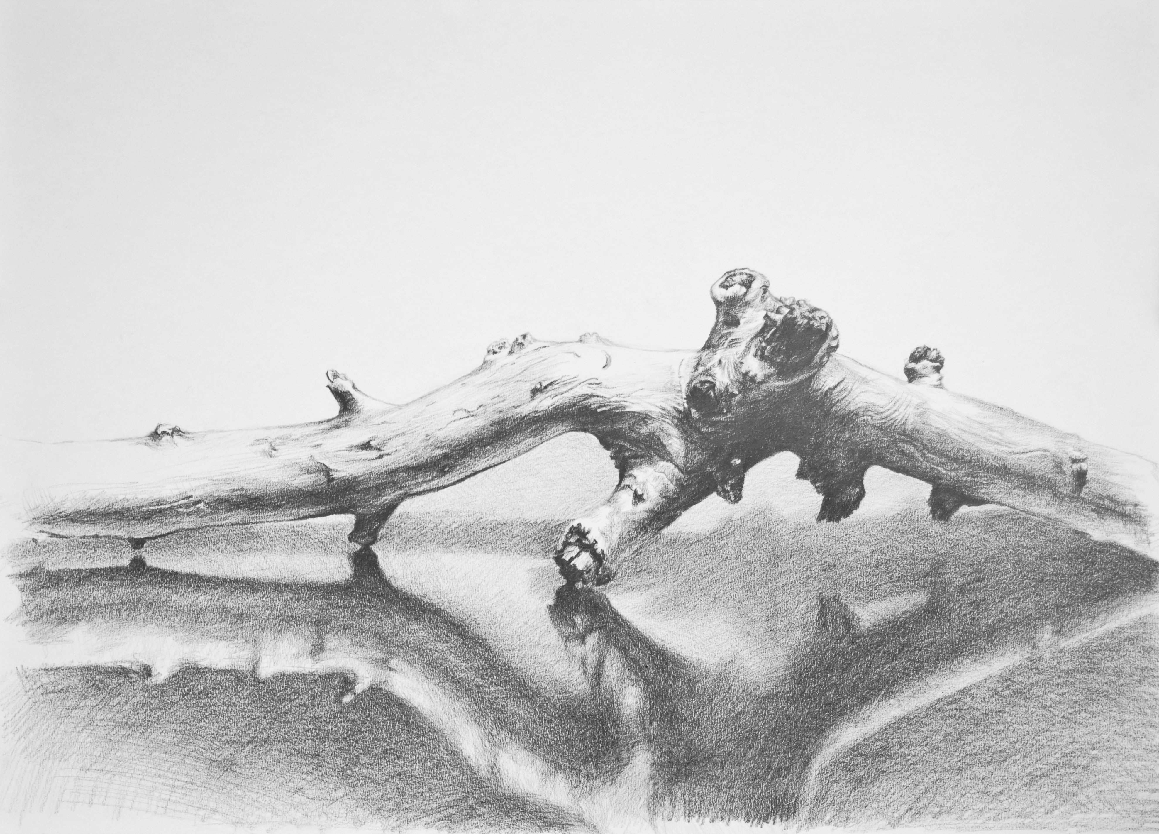 3952x2843 Souvenir, Pencil Drawing On Paper - Driftwood Sketch