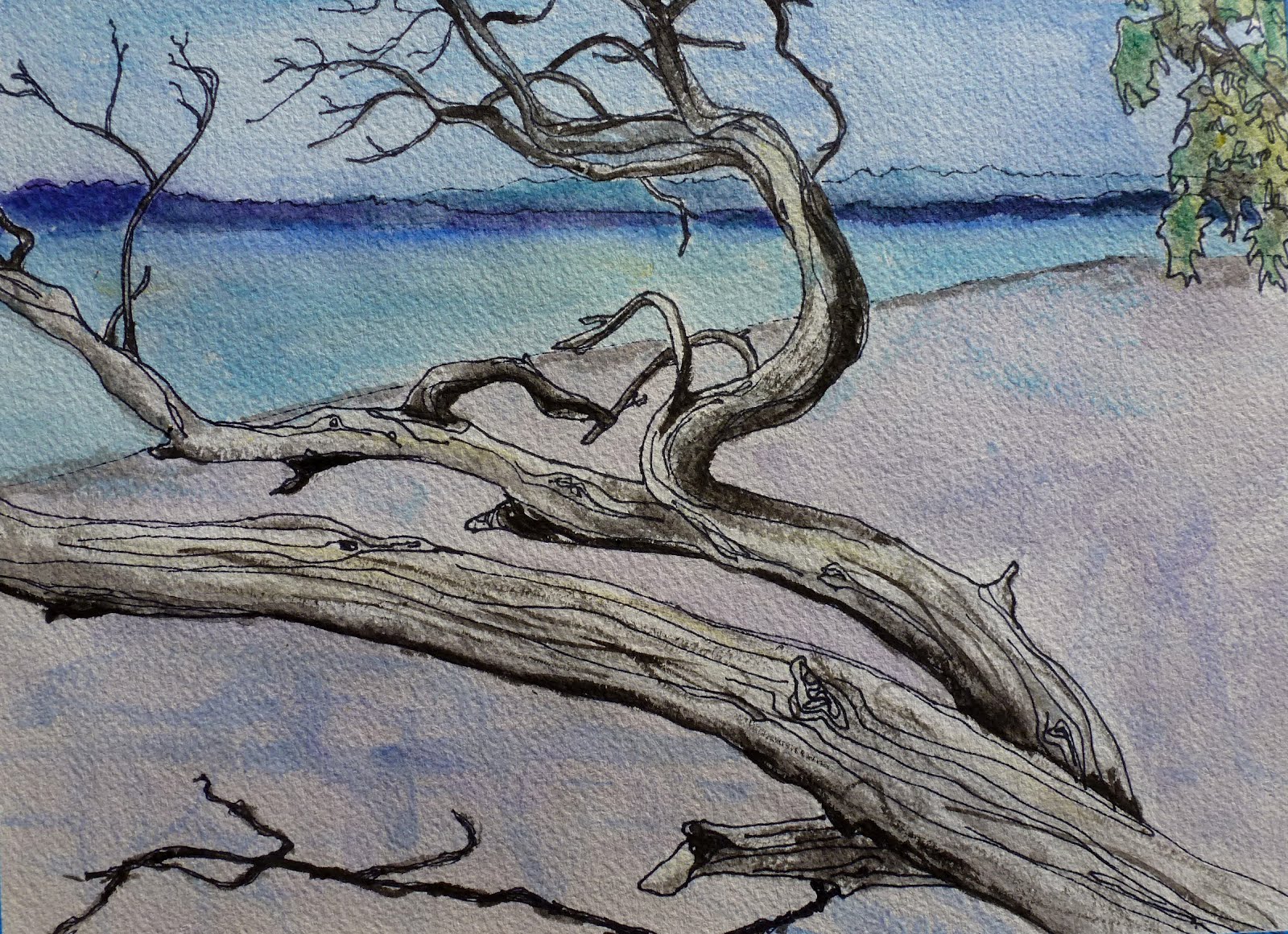 Driftwood Sketch at Explore collection of